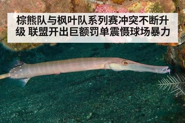 棕熊队与枫叶队系列赛冲突不断升级 联盟开出巨额罚单震慑球场暴力
